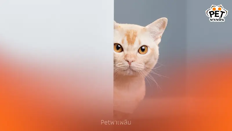 4 เหตุผลทำไมแมวไม่ชอบให้ปิดประตู พร้อมวิธีแก้ปัญหาฉบับมือโปร