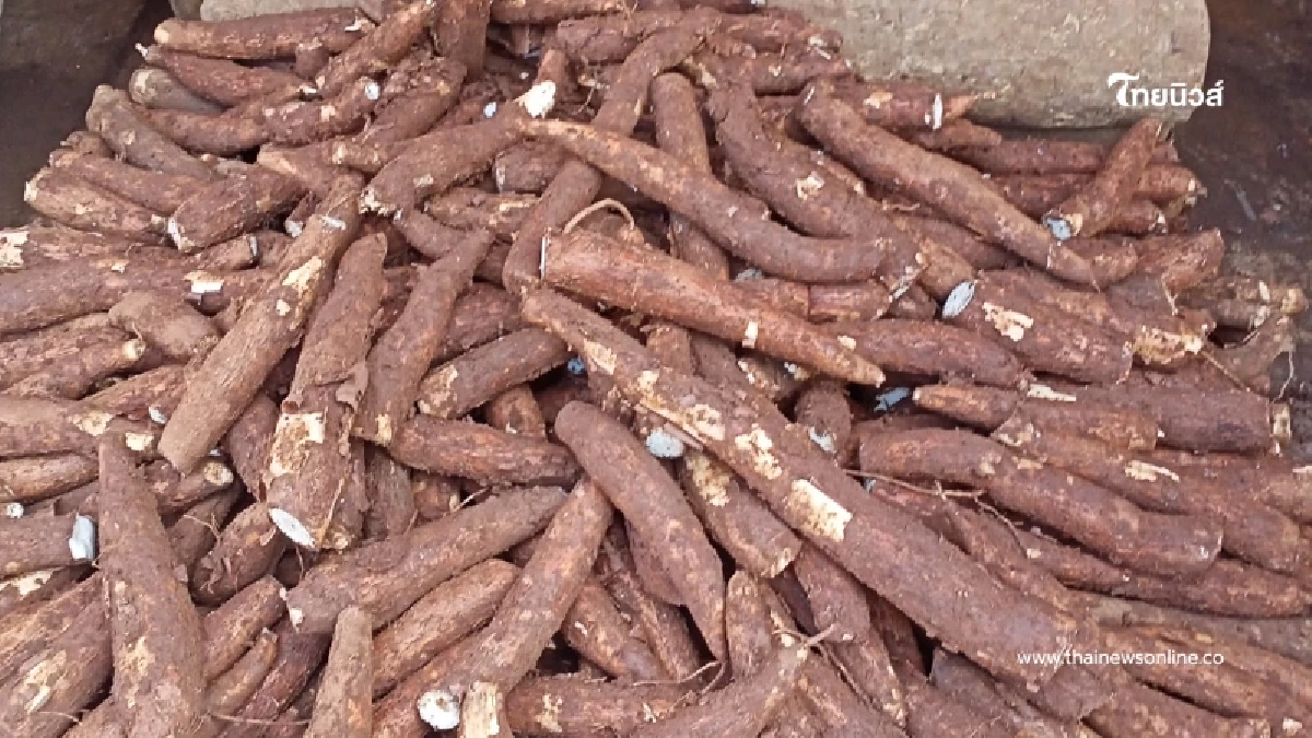 บุกกรุงโตเกียว รัฐดัน 'มันสำปะหลังไทย' สู่ตลาดญี่ปุ่น ยกระดับสินค้ามูลค่าสูง