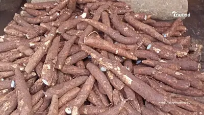 บุกกรุงโตเกียว รัฐดัน 'มันสำปะหลังไทย' สู่ตลาดญี่ปุ่น ยกระดับสินค้ามูลค่าสูง