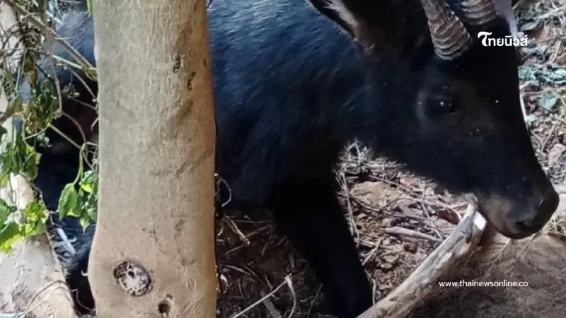 ช่วยชีวิตสำเร็จ! ปล่อย "เลียงผา" พ้นบ่วงสลิง M6 คืนป่าเขาภูหลวง