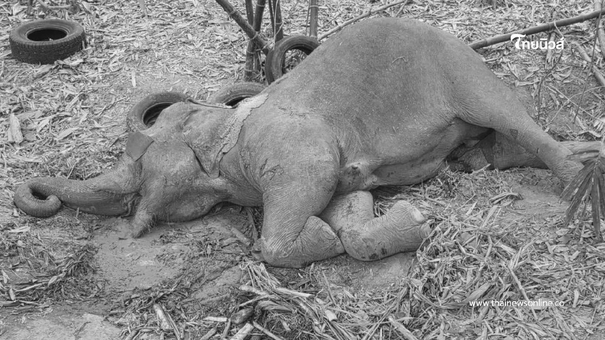แม่ช้างป่าบาดเจ็บที่ขา ล้มแล้ว หลังทีมสัตวแพทย์ระดมกำลังช่วย