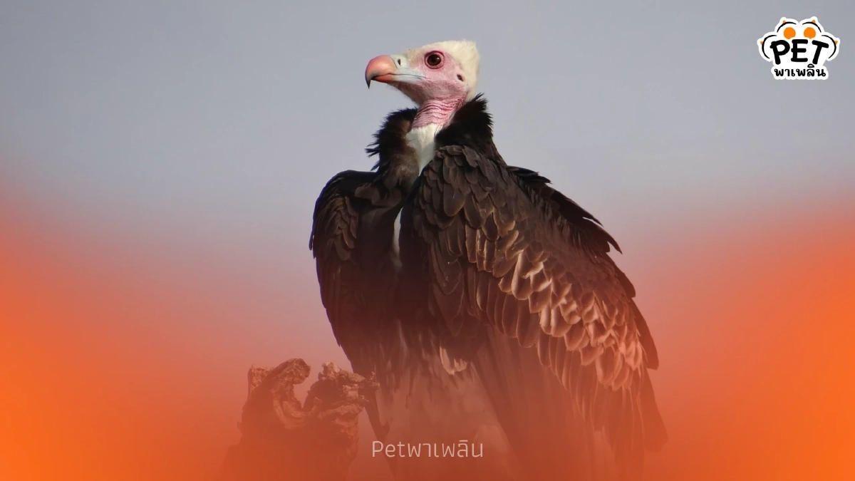 14 กุมภาพันธ์ วันรักษ์พญาแร้ง ย้อนรอยพญาแร้งฝูงสุดท้ายในไทย