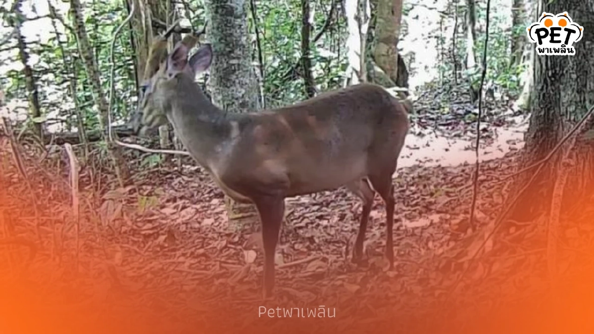 ยลโฉมสัตว์ป่ากะทูน ผ่านกล้อง Camera Trap สัตว์หายากโผล่เพียบ