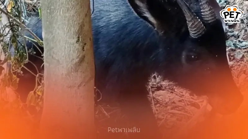 ปล่อยเลียงผา คืนป่าเขาภูหลวง หลังติดบ่วงสลิงเกือบไม่รอด ปล่อยเลียงผา คืนป่าเขาภูหลวง หลังติดบ่วงสลิงเกือบไม่รอด