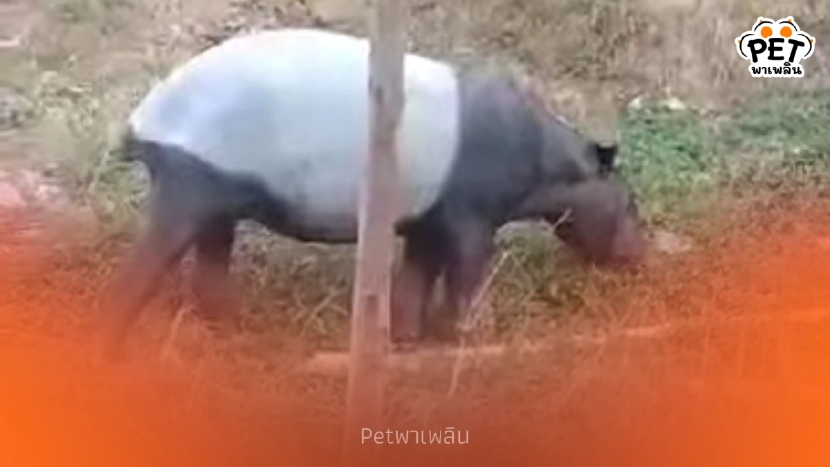 สัตว์ป่าสงวนโผล่หน้าหน่วยฯ คลองแสง สะท้อนระบบนิเวศสมบูรณ์ สัตว์ป่าสงวนโผล่หน้าหน่วยฯ คลองแสง สะท้อนระบบนิเวศสมบูรณ์