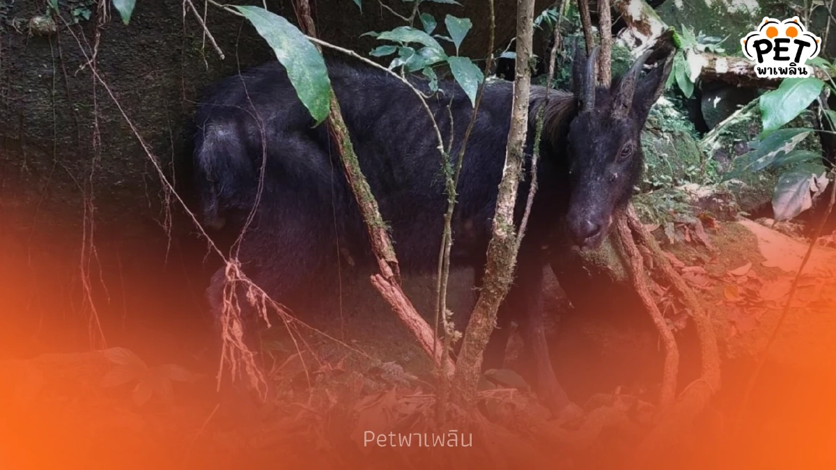 เจ้าหน้าที่พบเลียงผาโผล่อวดโฉม บ่งบอกป่าเขาบรรทัดสมบูรณ์