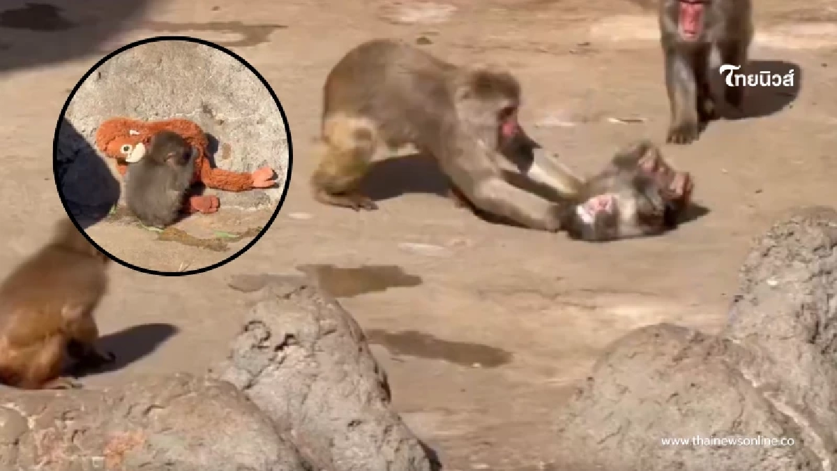 เฉลยสาเหตุ "พันช์คุง" ถูกลิงโตเต็มวัยลาก หลังพยายามเข้าหา