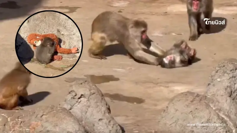 เฉลยสาเหตุ "พันช์คุง" ถูกลิงโตเต็มวัยลาก หลังพยายามเข้าหา