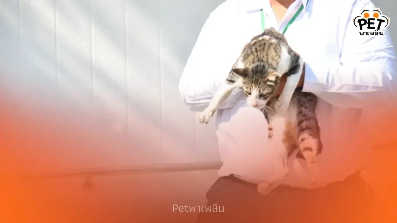 "กทม. เร่งช่วยแมวสวนลุมฯ ติดเชื้อรากินเนื้อไปรักษา!"