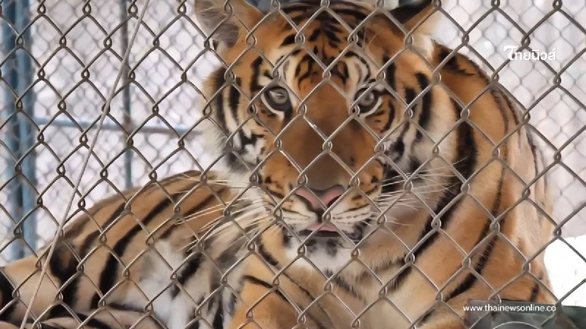 เผยแล้วสาเหตุแท้จริง เสือโคร่ง 72 ตัว ดับปริศนา จ.เชียงใหม่