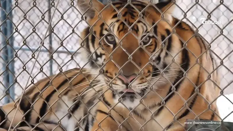 เผยแล้วสาเหตุแท้จริง เสือโคร่ง 72 ตัว ดับปริศนา จ.เชียงใหม่