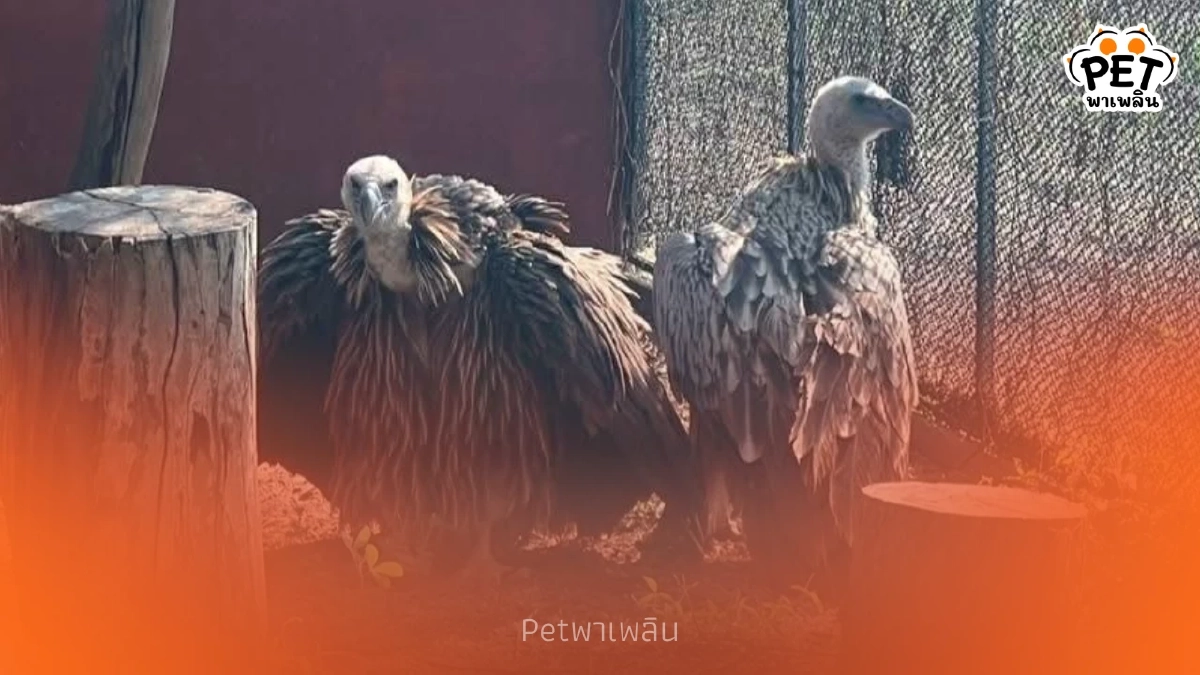 รักแท้เยียวยาใจ! เผยสตอรี่ "พี่นิกกี้-น้องบัว" พญาแร้งคืนถิ่น