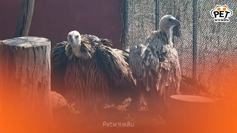 รักแท้เยียวยาใจ! เผยสตอรี่ "พี่นิกกี้-น้องบัว" พญาแร้งคืนถิ่น