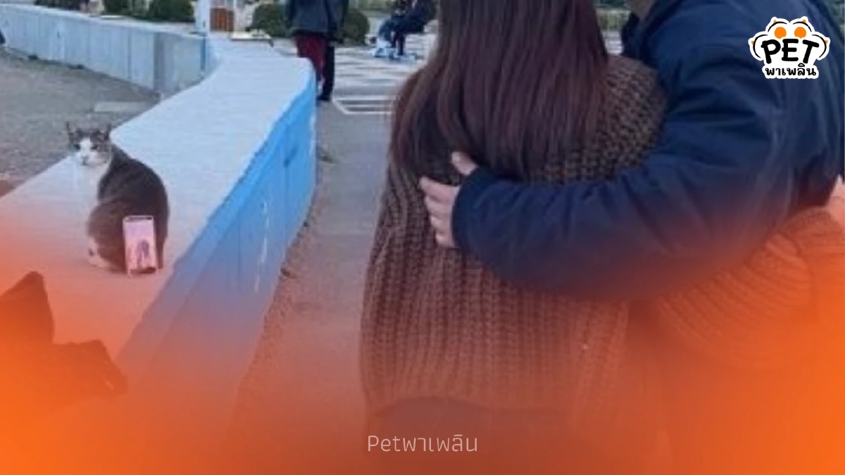 ไวรัล คู่รักตุรกีไอเดียเจ๋ง ใช้หลังแมวแทนขาตั้งกล้องถ่ายเซลฟี่