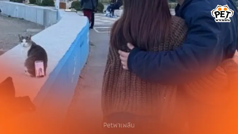 ไวรัล คู่รักตุรกีไอเดียเจ๋ง ใช้หลังแมวแทนขาตั้งกล้องถ่ายเซลฟี่