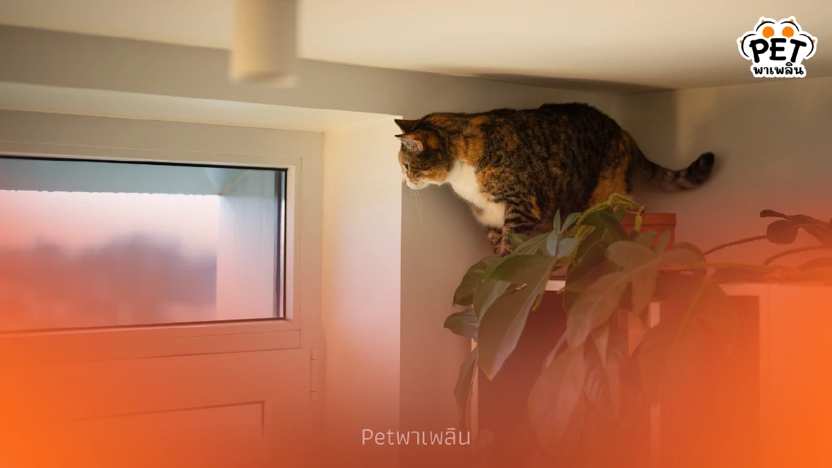 5 เหตุผลตามสัญชาตญาณ ทำไมแมวชอบที่สูงและชอบกระโดดขึ้นหลังตู้