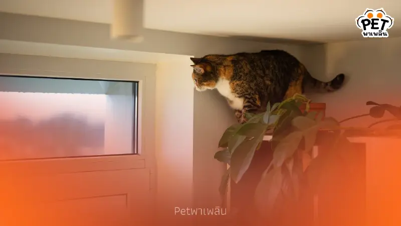 5 เหตุผลตามสัญชาตญาณ ทำไมแมวชอบที่สูงและชอบกระโดดขึ้นหลังตู้