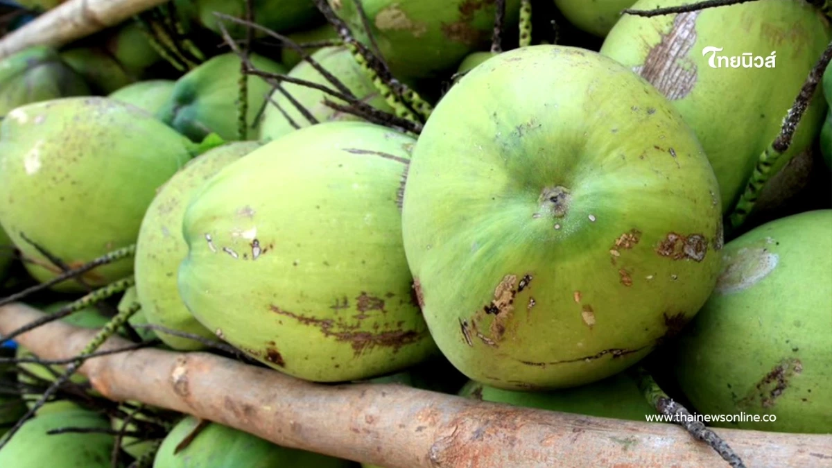 "มะพร้าวน้ำหอมราชบุรี" ผงาดคว้า GI ใน EU บุกตลาดยุโรป 27 ประเทศ