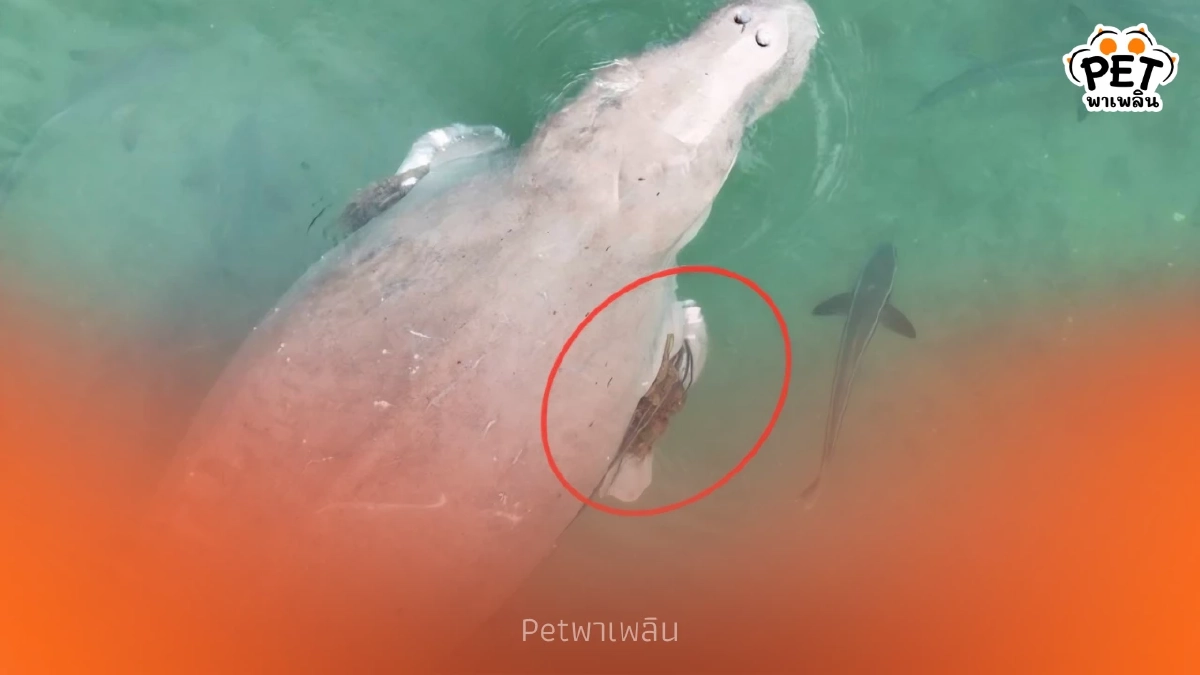 พบพะยูนเกาะลิบง 4 ตัว สุขภาพดี แต่ 1 ตัวมีเชือกพันครีบ เร่งช่วยด่วน