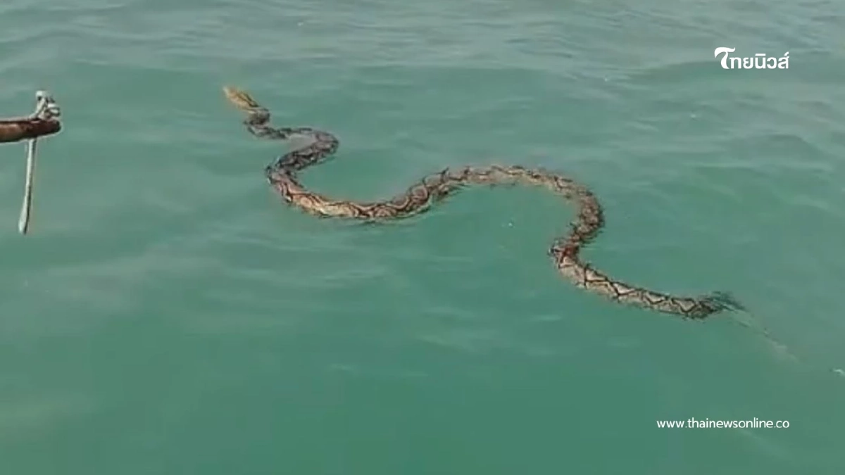 ทุกชีวิตมีค่า ไต๋เรือพัทยาช่วยงูเหลือมยักษ์ติดทุ่นกลางทะเล