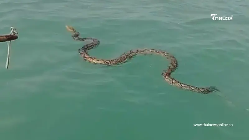 ทุกชีวิตมีค่า ไต๋เรือพัทยาช่วยงูเหลือมยักษ์ติดทุ่นกลางทะเล