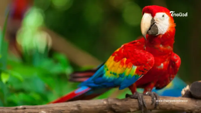 อย่ามองข้าม ไข้นกแก้ว คืออะไร อาการคล้ายไข้หวัดแต่เสี่ยงถึงชีวิต