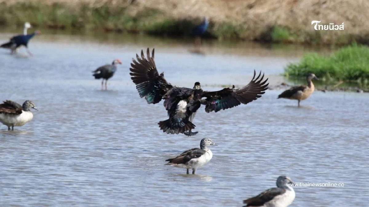 สำนักอนุรักษ์สัตว์ป่า เผยความสำเร็จการฟื้นฟูประชากร "เป็ดหงส์" สำนักอนุรักษ์สัตว์ป่า เผยความสำเร็จการฟื้นฟูประชากร "เป็ดหงส์"