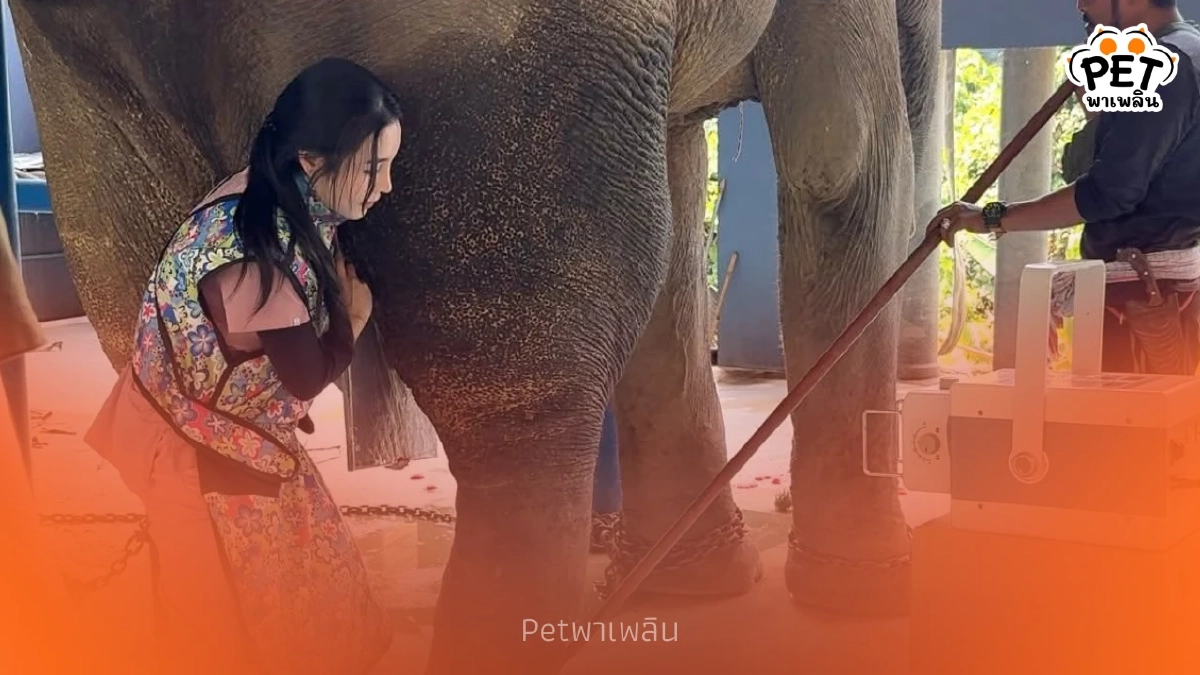 อัปเดตอาการ "พลายเดียว" ช้างพังงาขาหัก ผลเอ็กซเรย์ทำเอาบีบหัวใจ อัปเดตอาการ "พลายเดียว" ช้างพังงาขาหัก ผลเอ็กซเรย์ทำเอาบีบหัวใจ