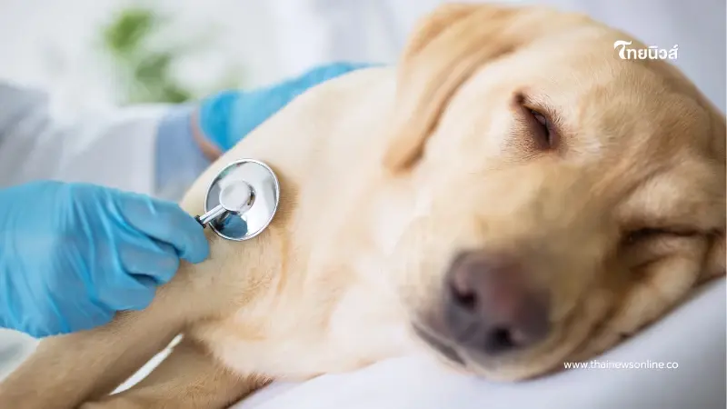 วินาทีสุดท้ายกับสัญญาณเตือนที่น้องมักบอกลา ก่อนเดินทางกลับดาวหมาแมว