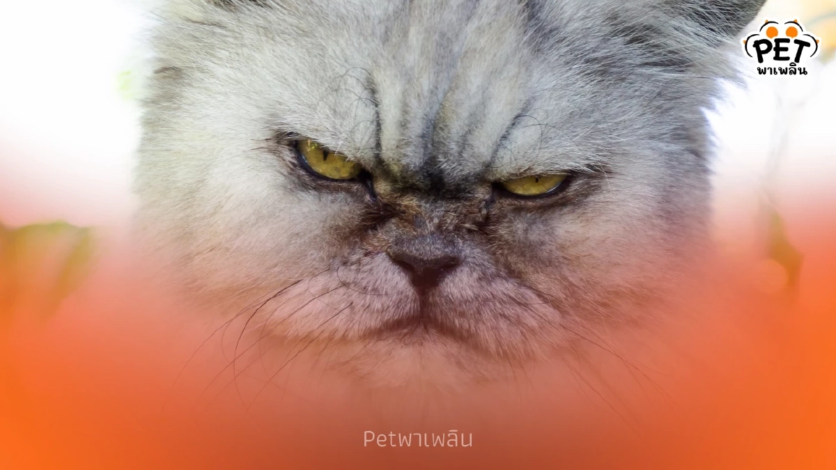 ทาสต้องรู้ 4 พฤติกรรมทำแมวโกรธจัด ระวังโดนตัดความสัมพันธ์