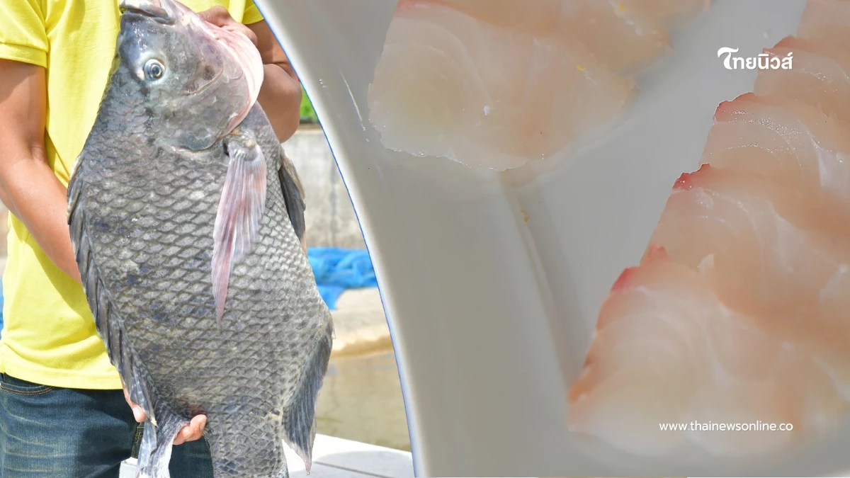"ปลานิลสายน้ำไหลเบตง"ผงาดสินค้า GI รายการที่ 6 จ.ยะลา ยกเป็นวัตถุดิบพรีเมียม
