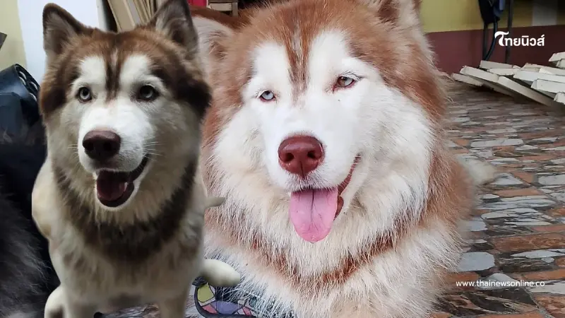 เผยอาการล่าสุด "มอลลี่" ยังน่าห่วง ล่าสุดรู้ตัวผู้ต้องสงสัยแล้ว