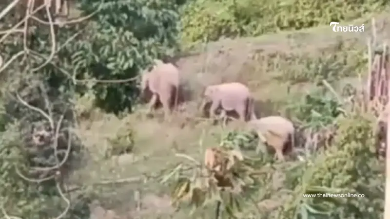 ลุ้นระทึก เจ้าหน้าที่บุกผลักดัน พลายหูแหว่ง คืนป่าลึก ตลอด 24 ชม. ลุ้นระทึก เจ้าหน้าที่บุกผลักดัน พลายหูแหว่ง คืนป่าลึก ตลอด 24 ชม.