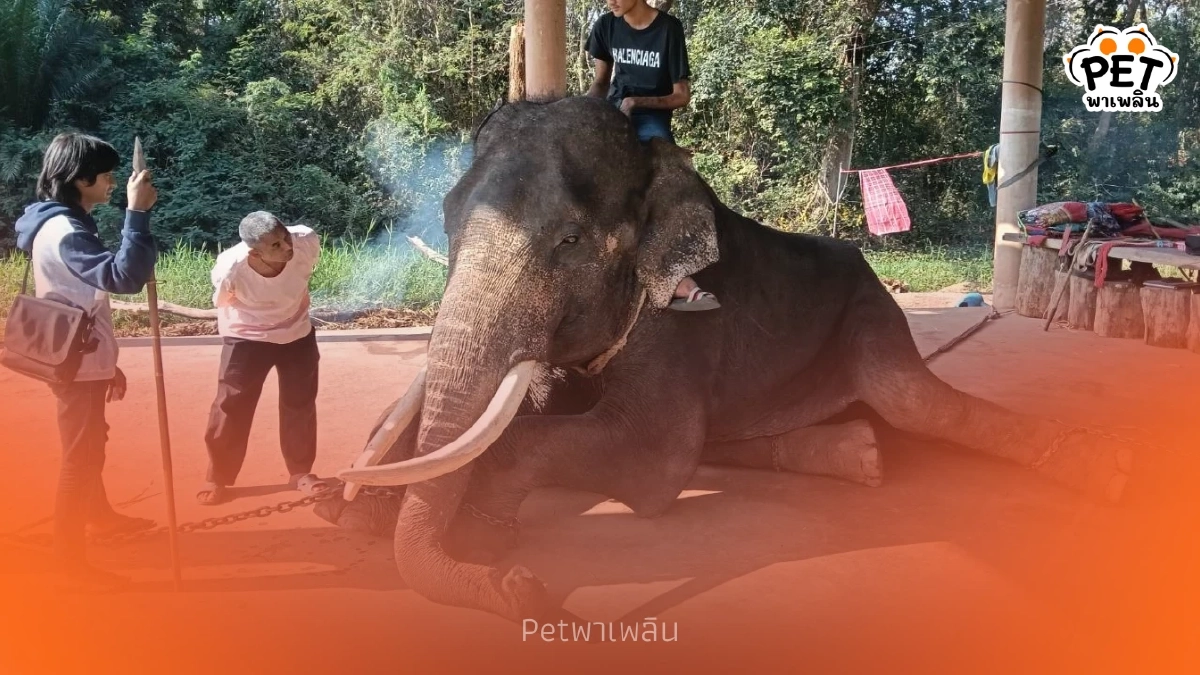 ช้างสุรินทร์ป่วยด่วน สัตวแพทย์รุดช่วยด่วนหลังได้รับแจ้งเหตุ