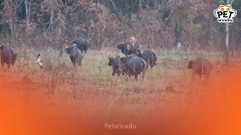 ดงใหญ่คืนชีพ! ฟื้นฟูทุ่งหญ้า 400 ไร่ สัตว์ป่ารุมกินดีเดย์รับปี 69