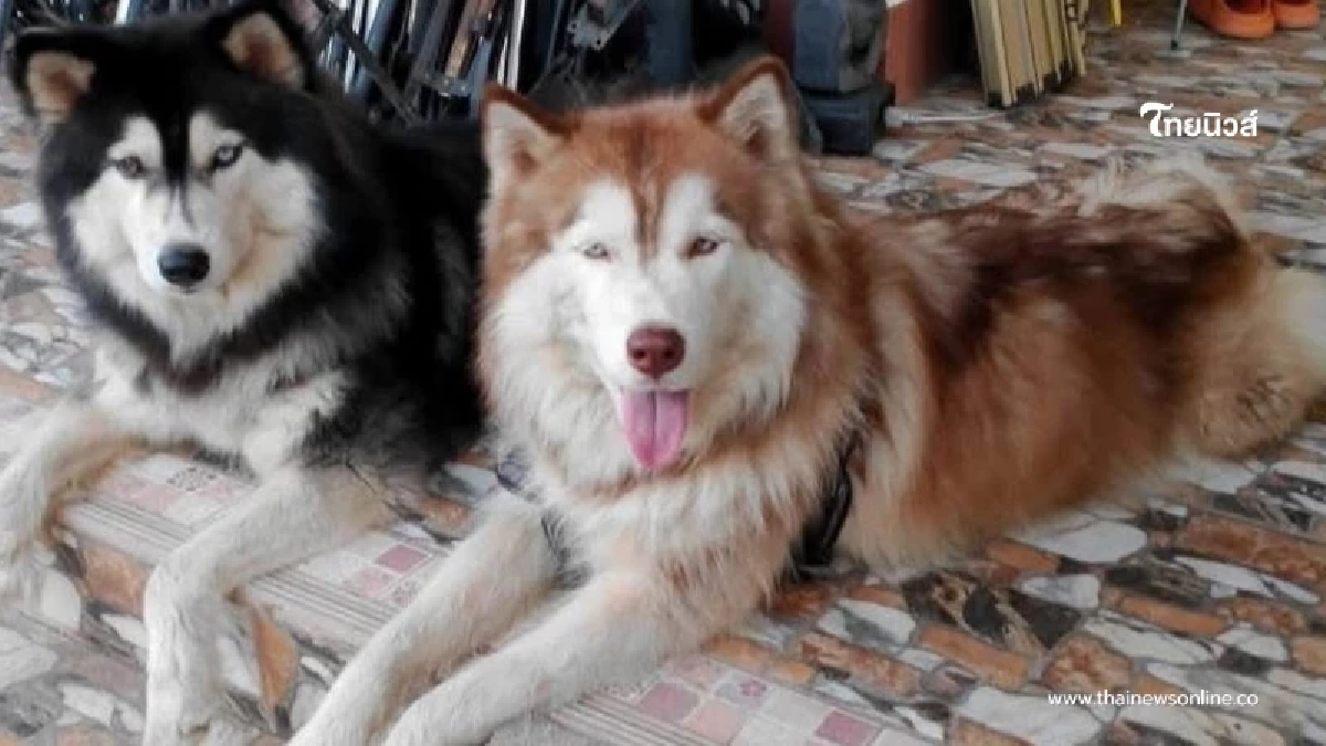 เศร้าหนักรู้พฤติกรรม "เมสซี่" นาทีเห็น "มอลลี่" บาดเจ็บ