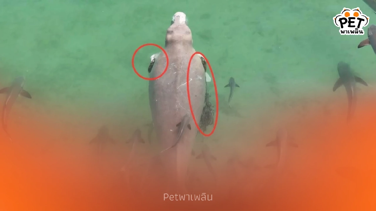 นาทีชีวิต! เร่งวางแผนล้อมจับพะยูนตรัง เชือกรัดลึกถึงกระดูก