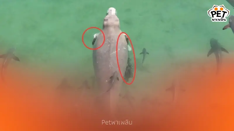 นาทีชีวิต! เร่งวางแผนล้อมจับพะยูนตรัง เชือกรัดลึกถึงกระดูก