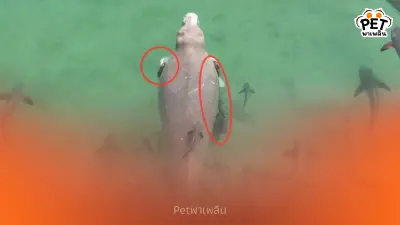 นาทีชีวิต! เร่งวางแผนล้อมจับพะยูนตรัง เชือกรัดลึกถึงกระดูก