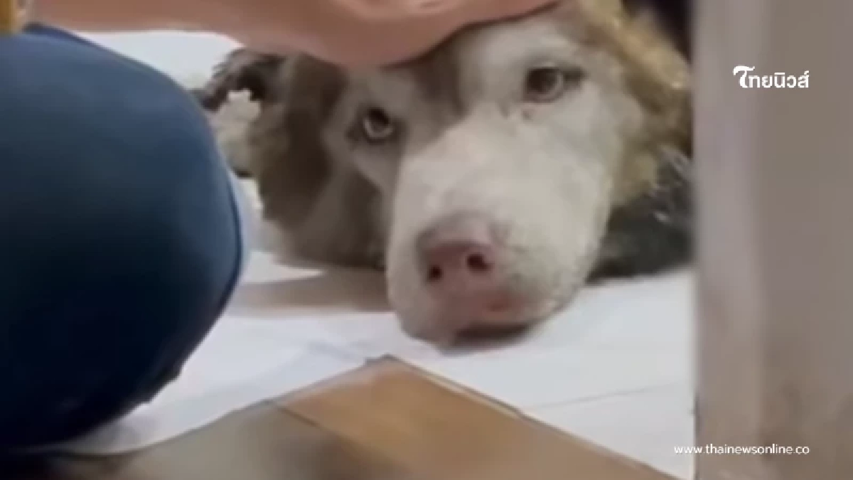 เจ้าของเข่าทรุด เห็นสภาพไซบีเรียน หลังหายออกจากบ้าน 2 วัน เจ้าของเข่าทรุด เห็นสภาพไซบีเรียน หลังหายออกจากบ้าน 2 วัน