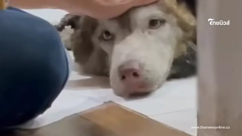 เจ้าของเข่าทรุด เห็นสภาพไซบีเรียน หลังหายออกจากบ้าน 2 วัน เจ้าของเข่าทรุด เห็นสภาพไซบีเรียน หลังหายออกจากบ้าน 2 วัน