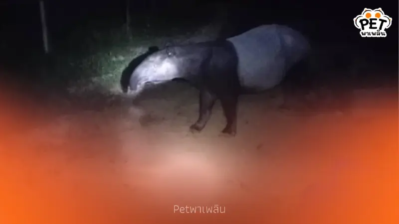 พบ "สมเสร็จ" บุกสวนชาวบ้าน เร่งยกระดับมาตรการคุ้มครอง