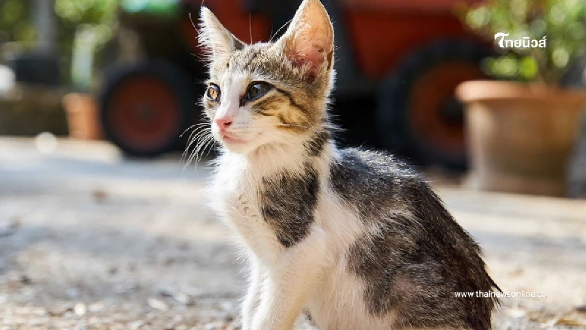 เจ้าของร้านให้อาหารแมวจร เจ้าเหมียวตอนแทนด้วยการช่วยชีวิต