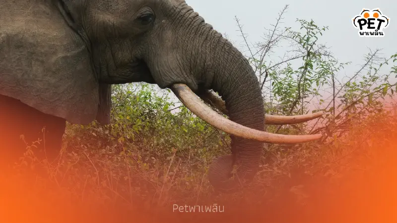 เจาะลึกความแข็งแรงงาช้าง รับน้ำหนักได้เท่าไหร่ ทำไมถึงหักยาก