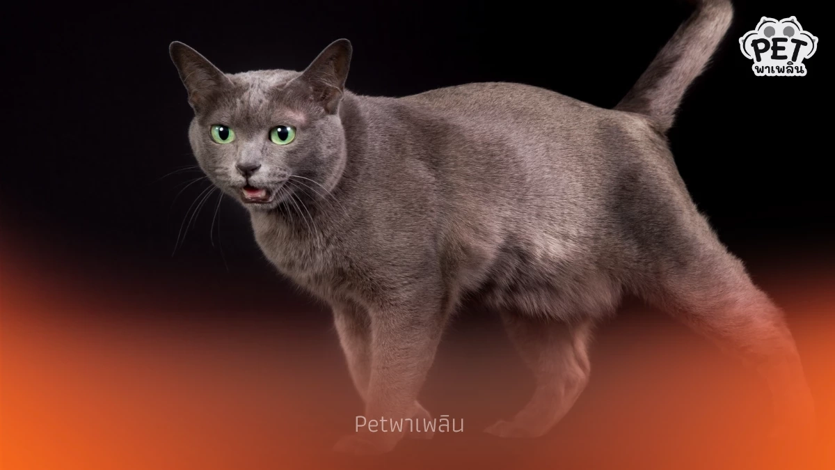 โคราชเดินหน้าขยายพันธุ์แมวสีสวาด หลัง ครม.ยกแมวไทยเป็นเอกลักษณ์ชาติ