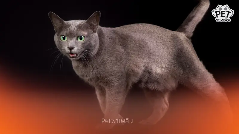 โคราชเดินหน้าขยายพันธุ์แมวสีสวาด หลัง ครม.ยกแมวไทยเป็นเอกลักษณ์ชาติ