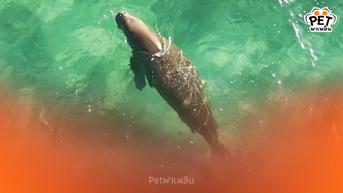 พบพะยูน 1 ตัวว่ายหาอาหารหาดหยงหลำ สะท้อนระบบนิเวศทะเลตรังยังดี