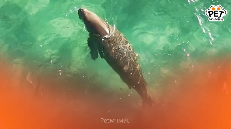 พบพะยูน 1 ตัวว่ายหาอาหารหาดหยงหลำ สะท้อนระบบนิเวศทะเลตรังยังดี