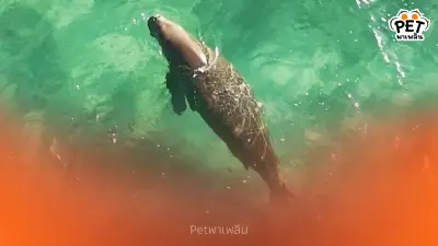 พบพะยูน 1 ตัวว่ายหาอาหารหาดหยงหลำ สะท้อนระบบนิเวศทะเลตรังยังดี พบพะยูน 1 ตัวว่ายหาอาหารหาดหยงหลำ สะท้อนระบบนิเวศทะเลตรังยังดี