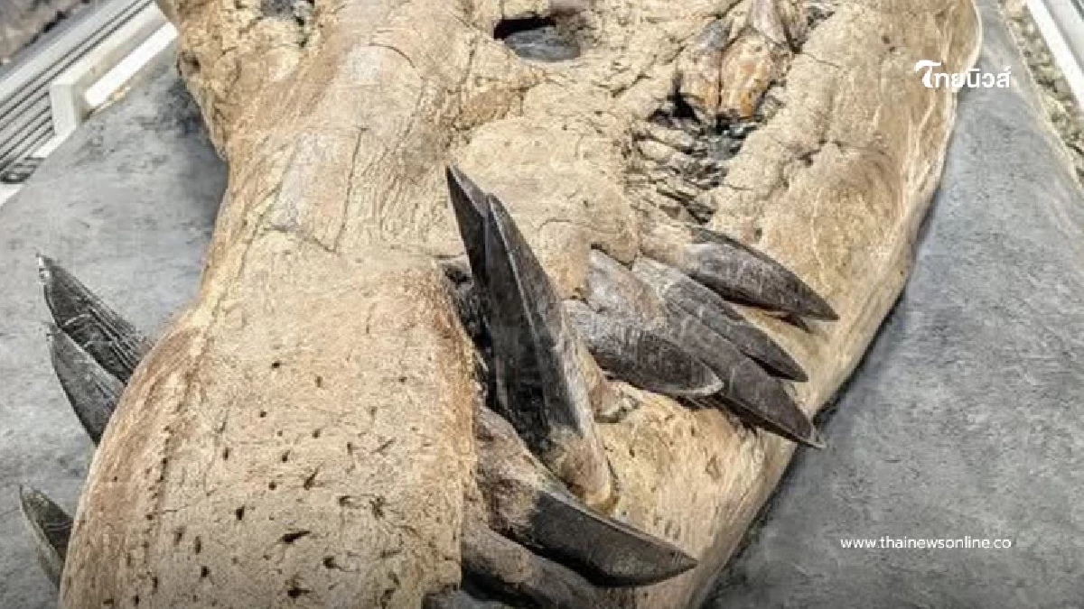 พบกะโหลก ไพลโอซอร์ ยักษ์ 150 ล้านปี สมบูรณ์ที่สุดเท่าที่เคยมีมา